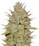 C99 fem (Female Seeds) семена конопли
