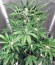 Industrial Plant Autoflowering CBD fem семена конопли