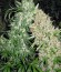 Skunk Special fem (Female Seeds) семена конопли