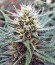 White Widow fem (Royal Queen Seeds) семена конопли