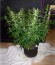 Sugar Black Rose Auto fem (Delicious Seeds) семена конопли