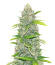 Blue Dream Autoflower fem (Seedkeepers) семена конопли