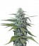 Blue Mystic (Blueberry) reg (Nirvana Seeds) семена конопли