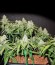 CBD Auto 1:1 auto fem (FastBuds Seeds) семена конопли