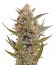 Chrystal reg (Nirvana Seeds) семена конопли