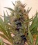 Chrystal fem (Nirvana Seeds) семена конопли