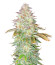 Jungle Lava fem (Original Sensible Seeds) семена конопли