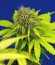 Pandora Auto fem (Paradise Seeds) семена конопли