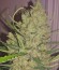 SexBud fem (Female Seeds) семена конопли