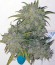 Atomical Haze fem (Paradise Seeds) семена конопли