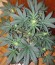 La Diva fem (Delicious Seeds) семена конопли