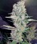 1024 fem (Medical Seeds) семена конопли