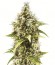 Auto Amnezia Platinum fem семена конопли