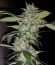 Auto Anubis fem (Pyramid Seeds) семена конопли