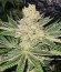 Auto Somango Glue fem (Advanced Seeds) семена конопли