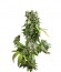 Blue Cheese Autoflowering fem (Dinafem Seeds) семена конопли