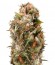 Chemdawg reg (Humboldt Seeds) семена конопли