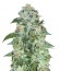 Flash Babylon Auto fem (Samsara Seeds) семена конопли
