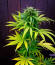 Haze Berry fem (Royal Queen Seeds) семена конопли