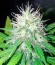 Shark Attack fem (Dinafem Seeds) семена конопли