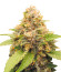 Lord Kush Early Version fem (Delicious Seeds) семена конопли