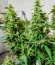 Auto Gorilla fem (00 Seeds) семена конопли