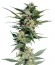 Big Devil #2 Auto fem (Sweet Seeds) семена конопли