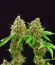 Bruce Banner fem (Cali Buds Seeds) семена конопли