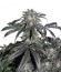 Bubba Island Kush fem (Dutch Passion) семена конопли