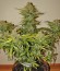 CBD Auto 1:1 auto fem (FastBuds Seeds) семена конопли