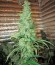 Damnesia fem (Strain Hunters) семена конопли