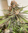 Grandaddy Banner fem (AlphaFem Seeds) семена конопли
