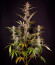 HighCloudZ Auto fem от Green House Seeds семена конопли