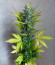 Jet Fuel Mandarine XL Auto fem (Sweet Seeds) семена конопли