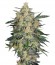 Nebula II CBD fem (Paradise Seeds) семена конопли
