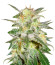 Sativa Pure Origin Collection 8 (World of Seeds) микс семян конопли