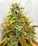 Watermelon OG fem (Advanced Seeds) семена конопли