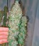 Acid fem (Paradise Seeds) семена конопли