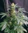 Royal Critical Automatic fem (Royal Queen Seeds) семена конопли