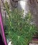 Sterling Haze fem (Nirvana Seeds) семена конопли