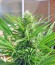 S.A.D. Sweet Afgani Delicious S1 fem (Sweet Seeds) семена конопли