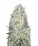 White Widow Original reg (Sumo Seeds) семена конопли