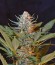 Jack 47 F1 Fast Version fem (Sweet Seeds) семена конопли