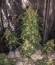 Auto Original Limonade Skunk fem (Victory Seeds) семена конопли