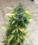 Critical Impact fem (Vision Seeds) семена конопли