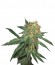 Great White Shark (Green House Seeds) семена конопли