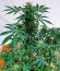 Kali Banner fem (AlphaFem Seeds) семена конопли