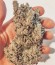 LA Ultra fem (Resin Seeds) семена конопли
