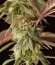 Remo Chemo fem (Dinafem Seeds) семена конопли