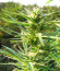Tropic Punch fem (Heavyweight Seeds) семена конопли